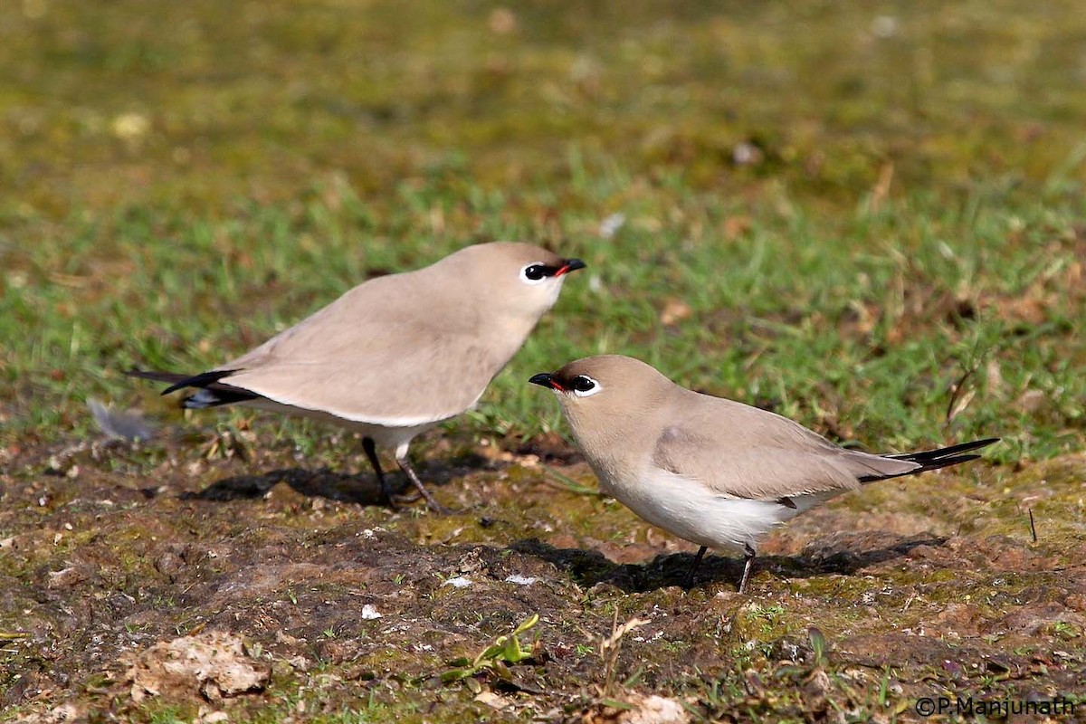 Small Pratincole - ML646837543