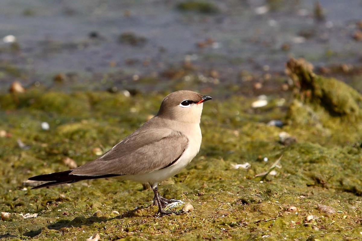 Small Pratincole - ML646837544