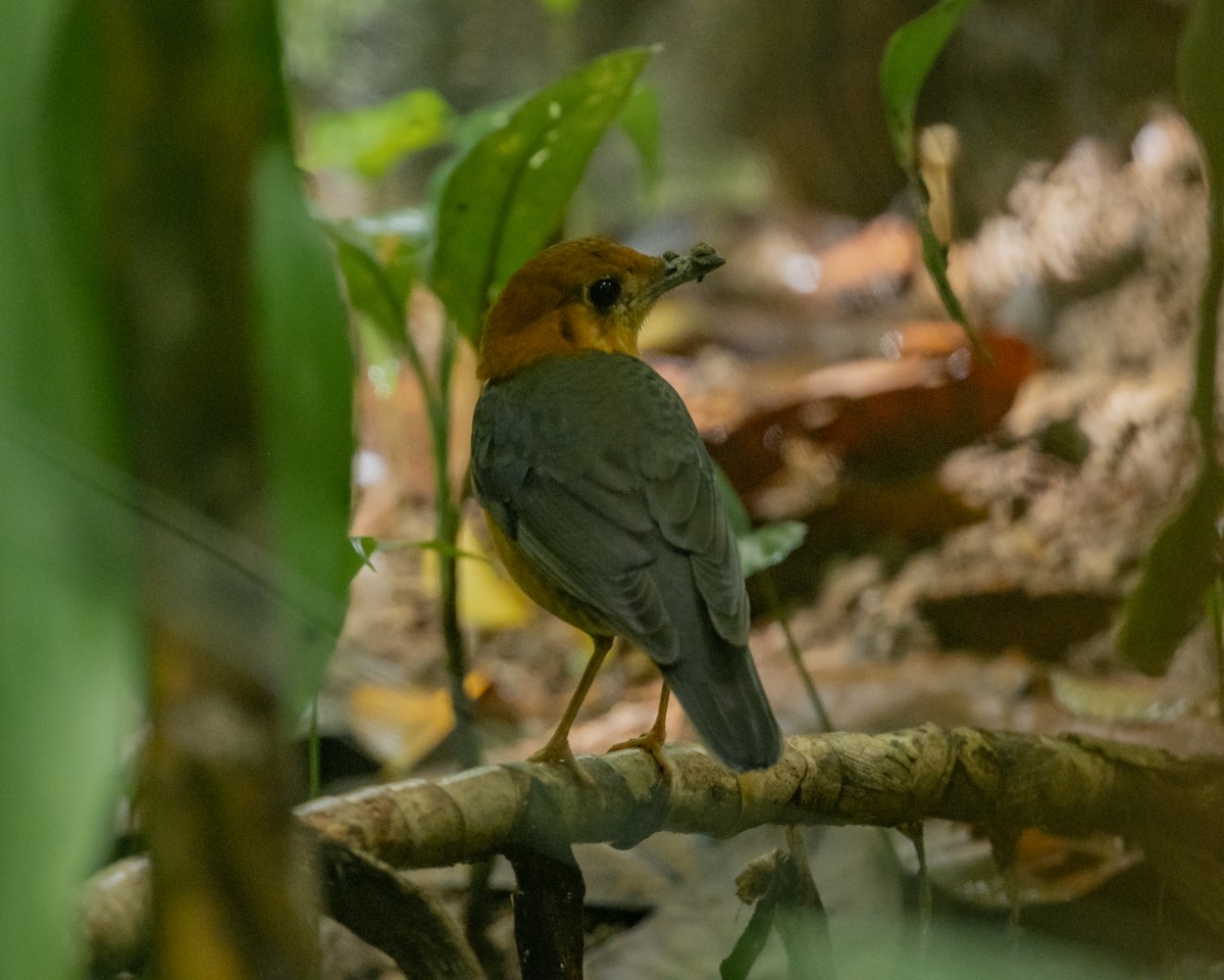 Orange-headed Thrush - ML646837545