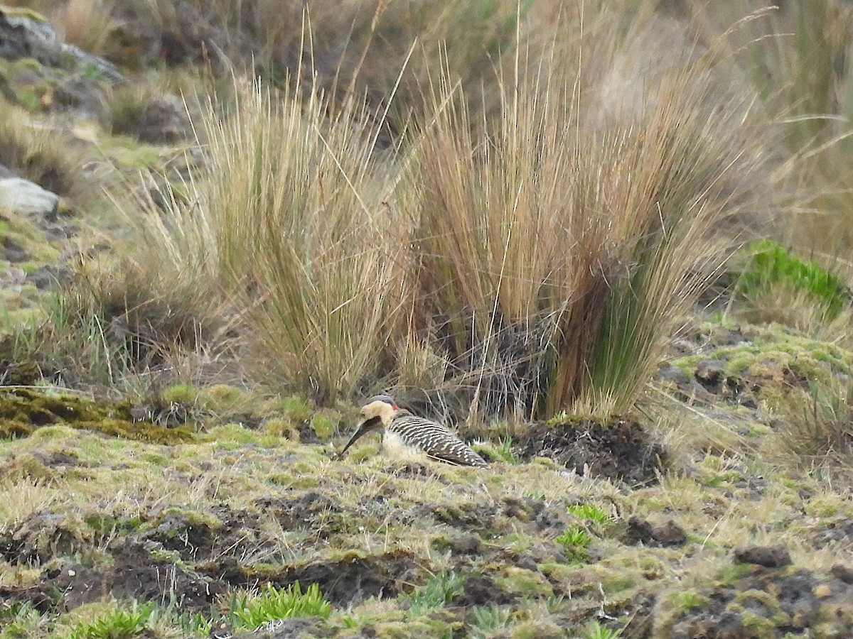 And Ağaçkakanı - ML646837546