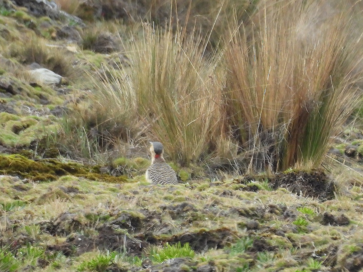 And Ağaçkakanı - ML646837547