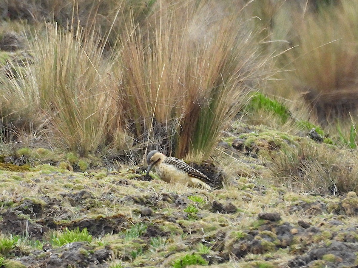 And Ağaçkakanı - ML646837548