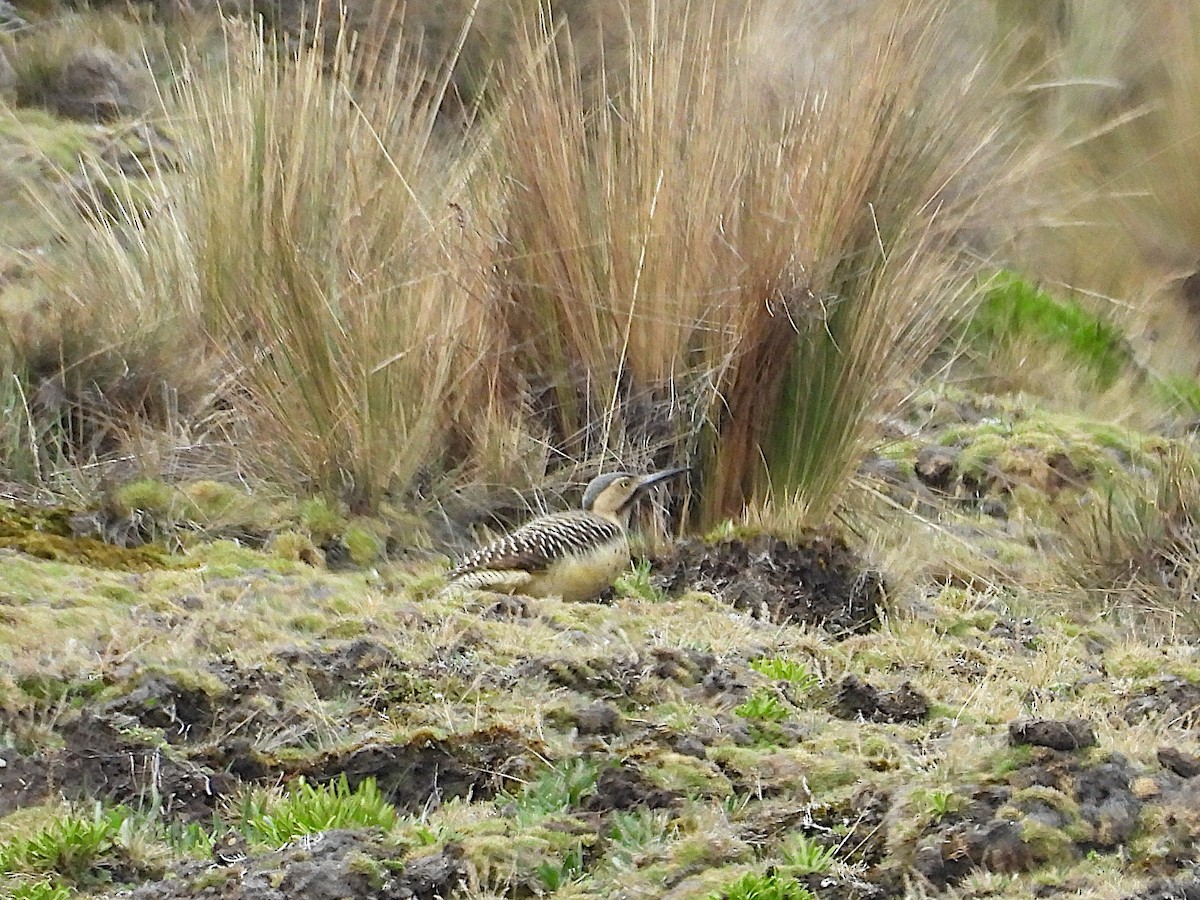 And Ağaçkakanı - ML646837549