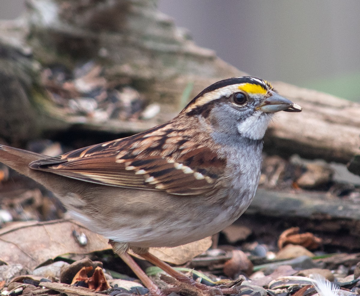 White-throated Sparrow - Ryan Keiffer