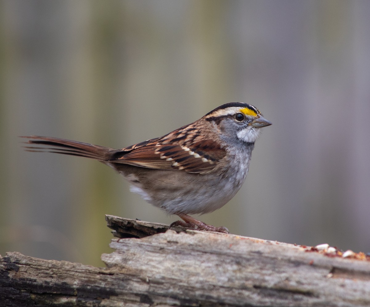 White-throated Sparrow - ML646837551
