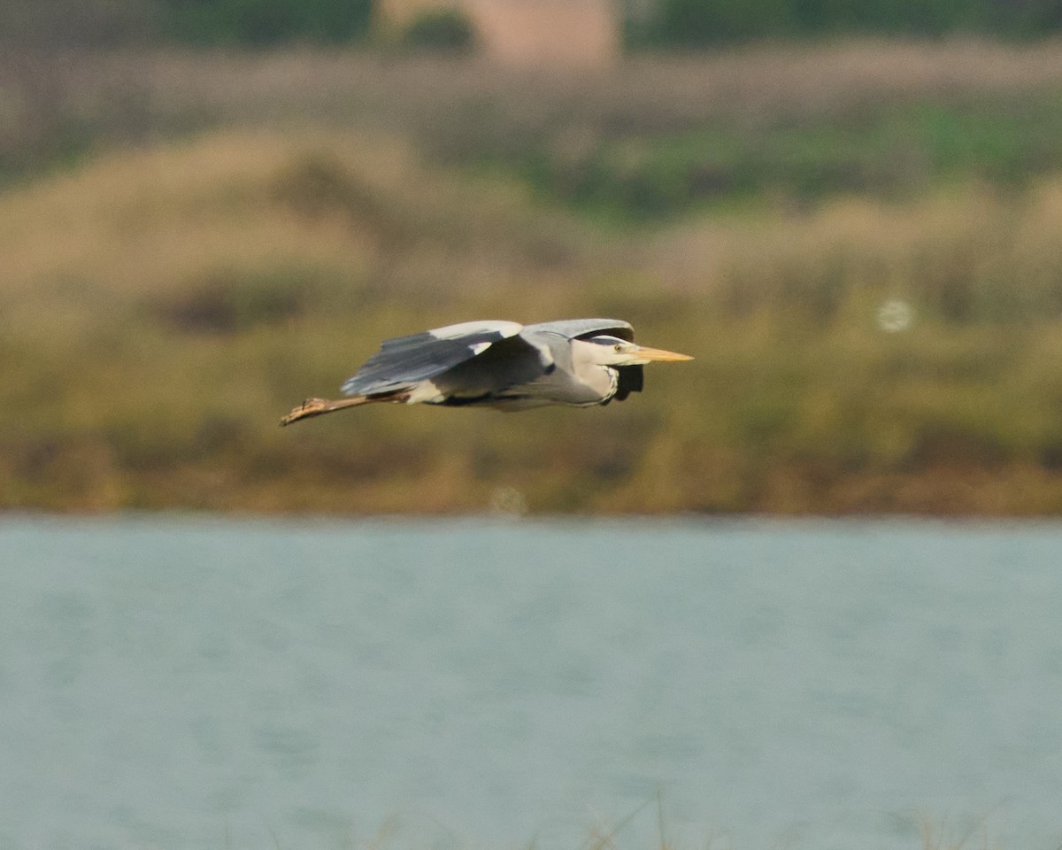 Чапля сіра - ML646837552