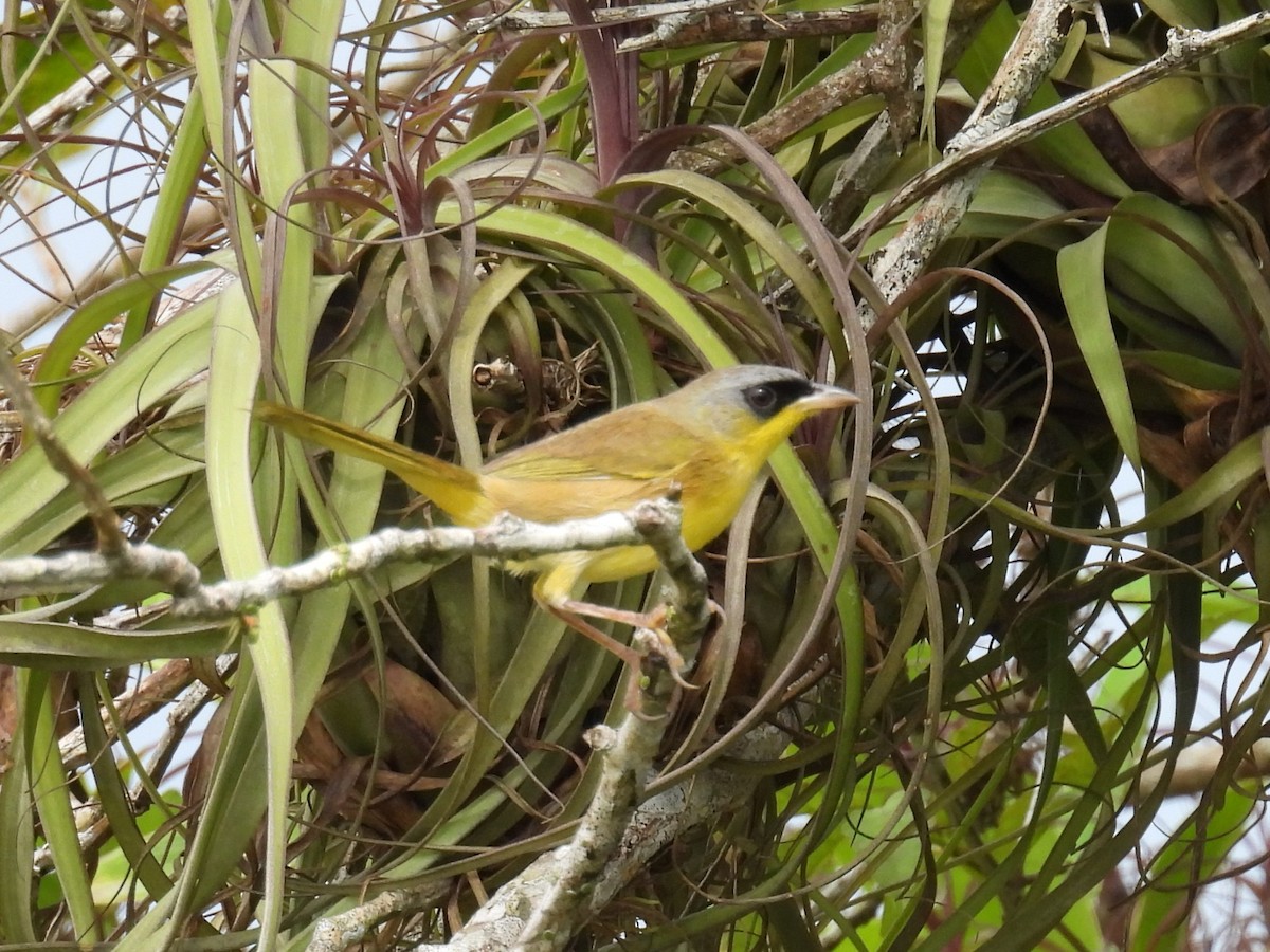 ハシブトアメリカムシクイ - ML646837553