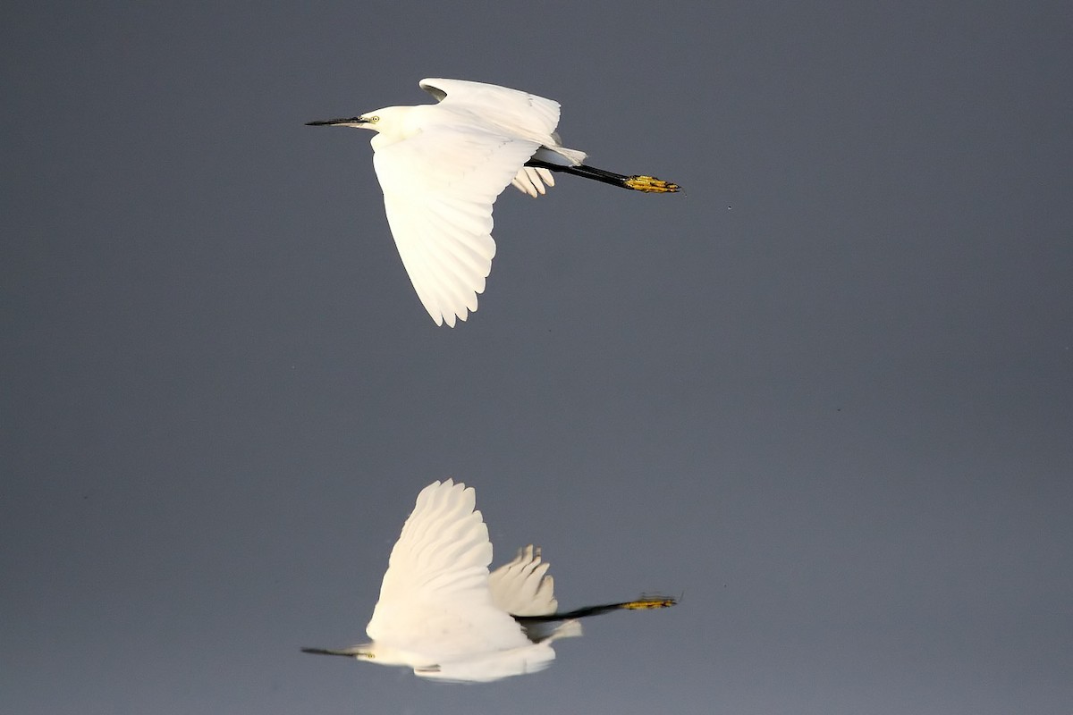 Little Egret - ML646837557
