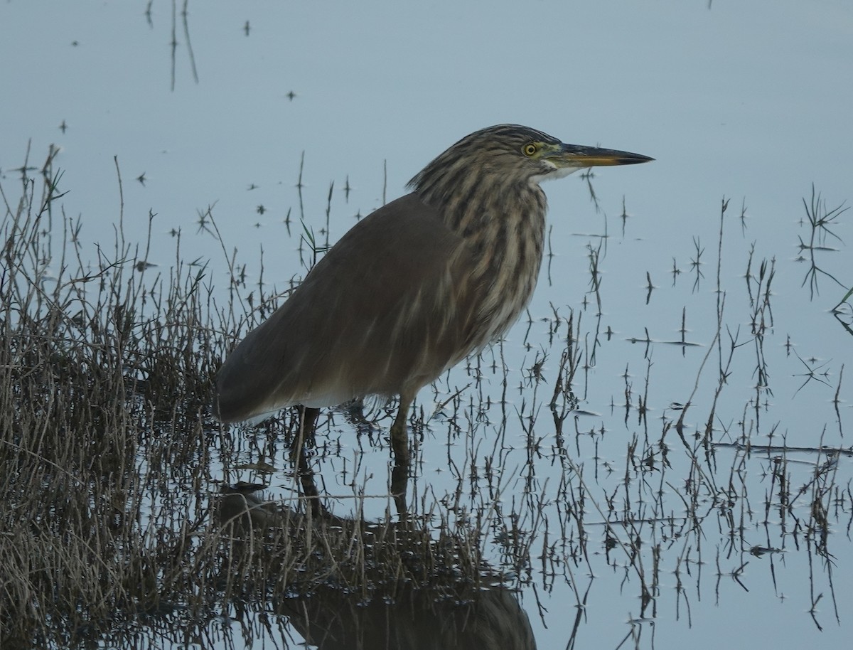 Индийская прудовая цапля - ML646837559