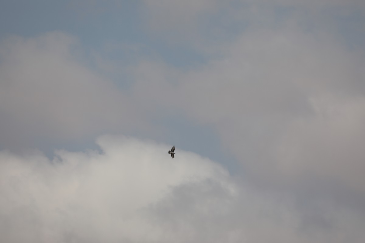 African Hawk-Eagle - ML646837560