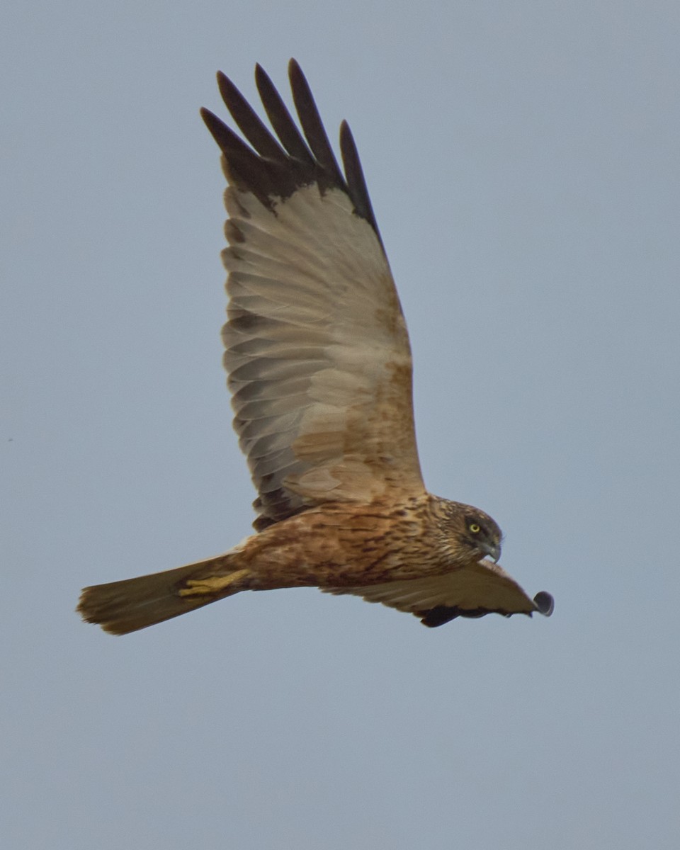 Лунь очеретяний - ML646837562