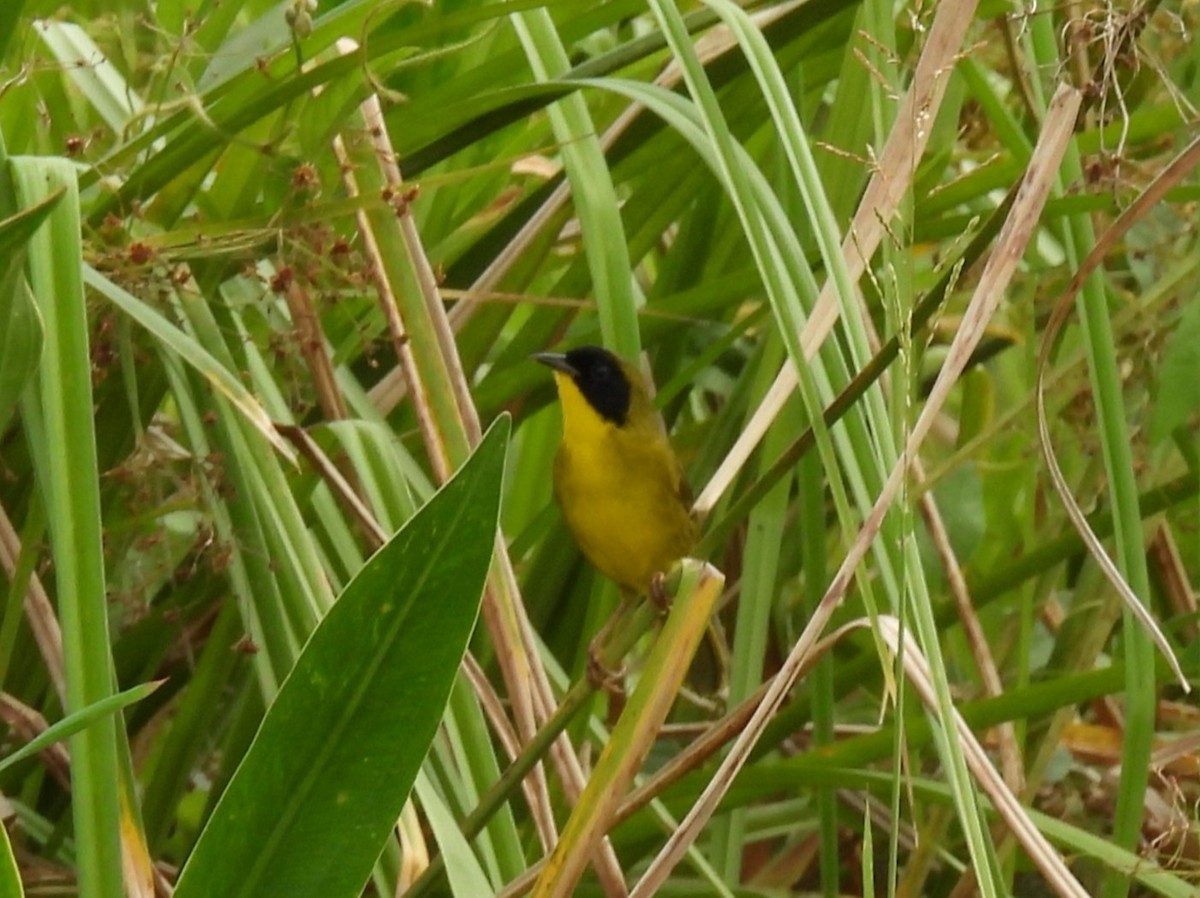 Olive-crowned Yellowthroat - ML646837563