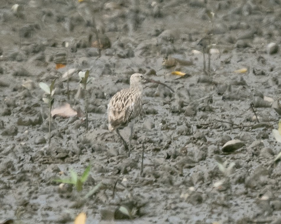 Eurasian Curlew - ML646837564
