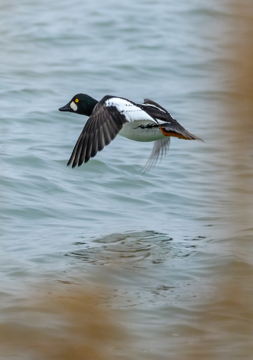 Common Goldeneye - ML646837565