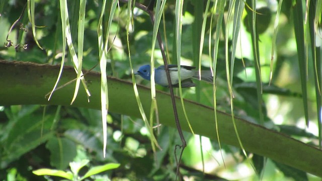 Black-naped Monarch - ML646837566