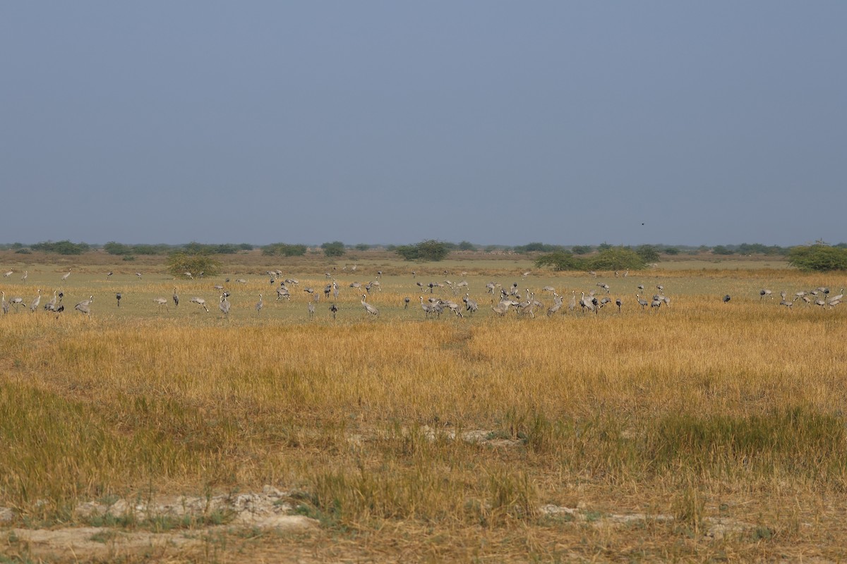 Grulla Común - ML646837567