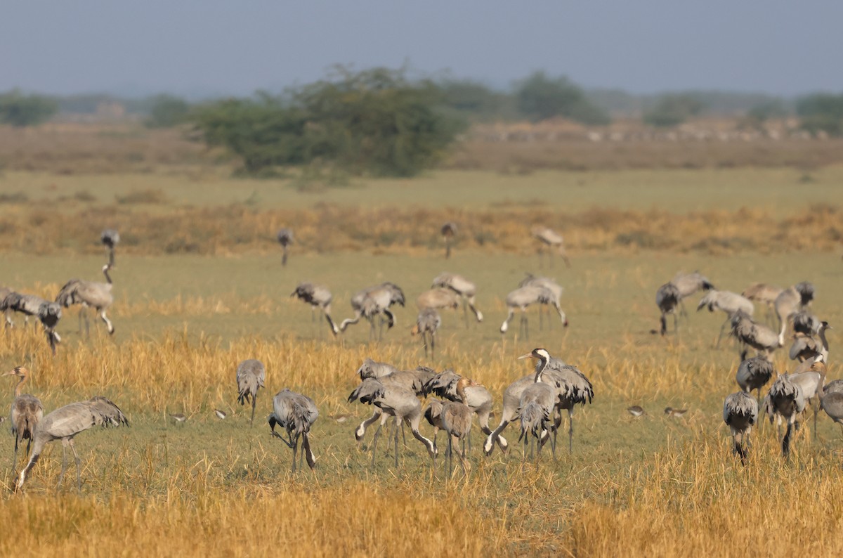 Grulla Común - ML646837568