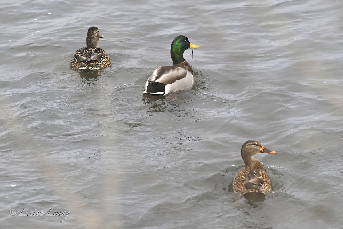 ברכיה - ML646837569