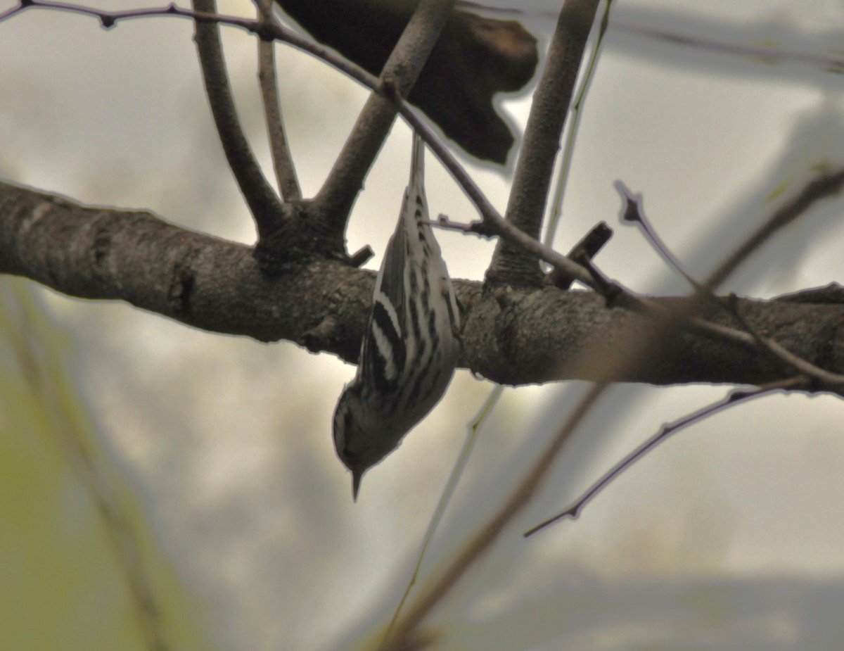 Reinita Trepadora - ML646837570