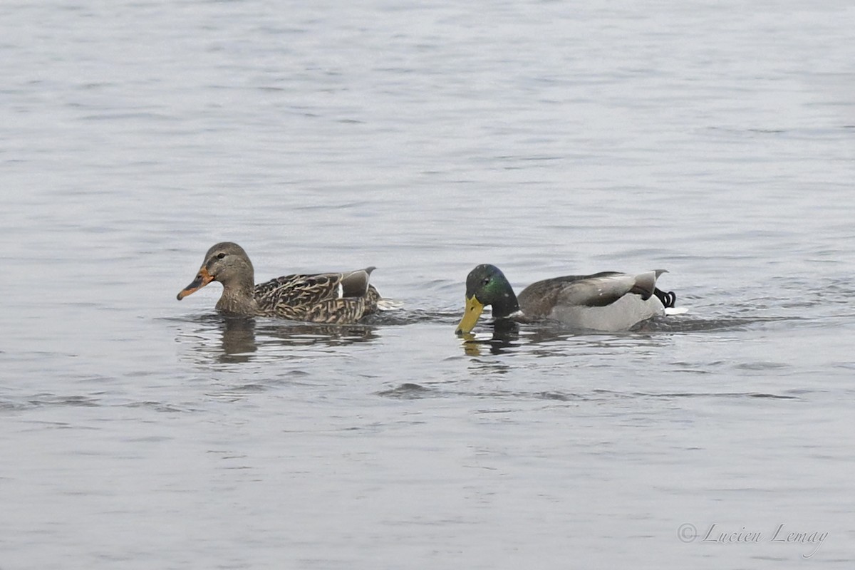 ברכיה - ML646837573