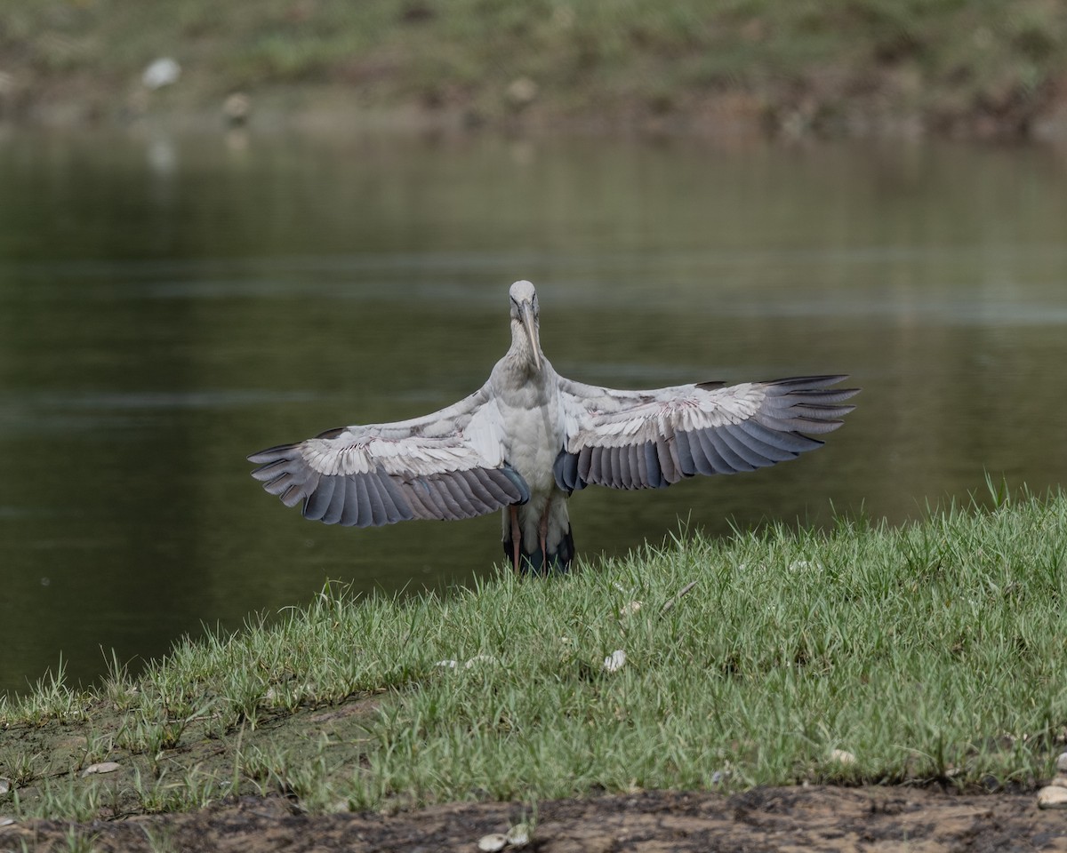 Asian Openbill - ML646837574