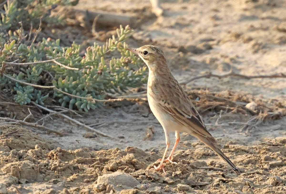 Bisbita Campestre - ML646837577