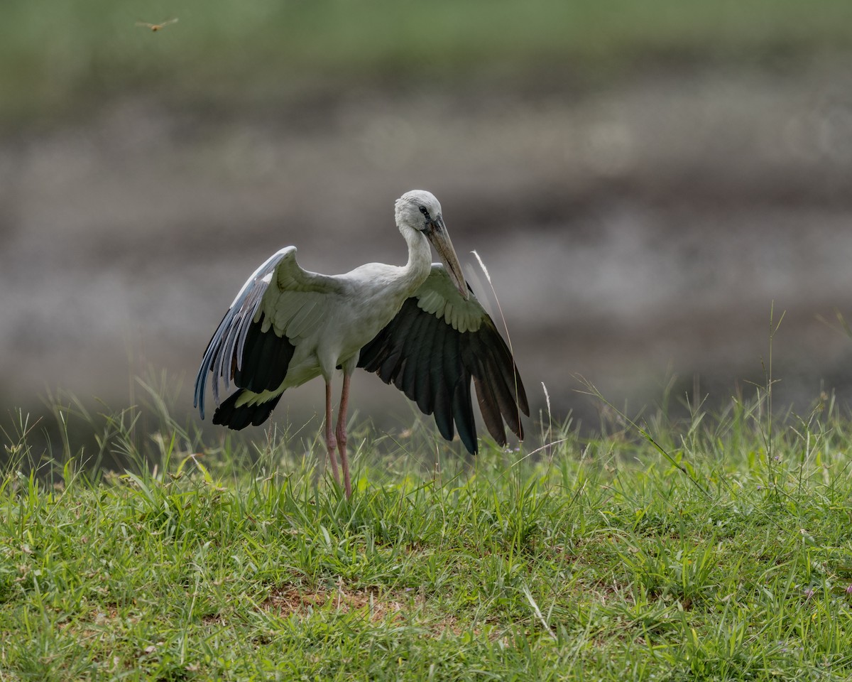 Asian Openbill - ML646837580
