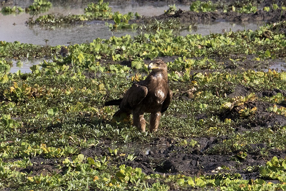 Tawny Eagle - ML646837582