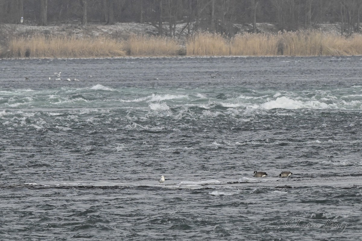 שחף מערבי - ML646837583