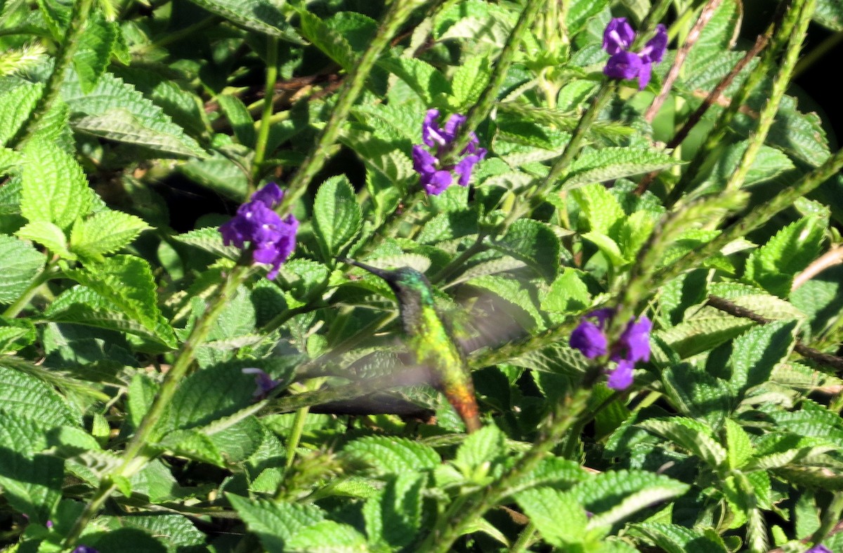 Golden-tailed Sapphire - ML646837585