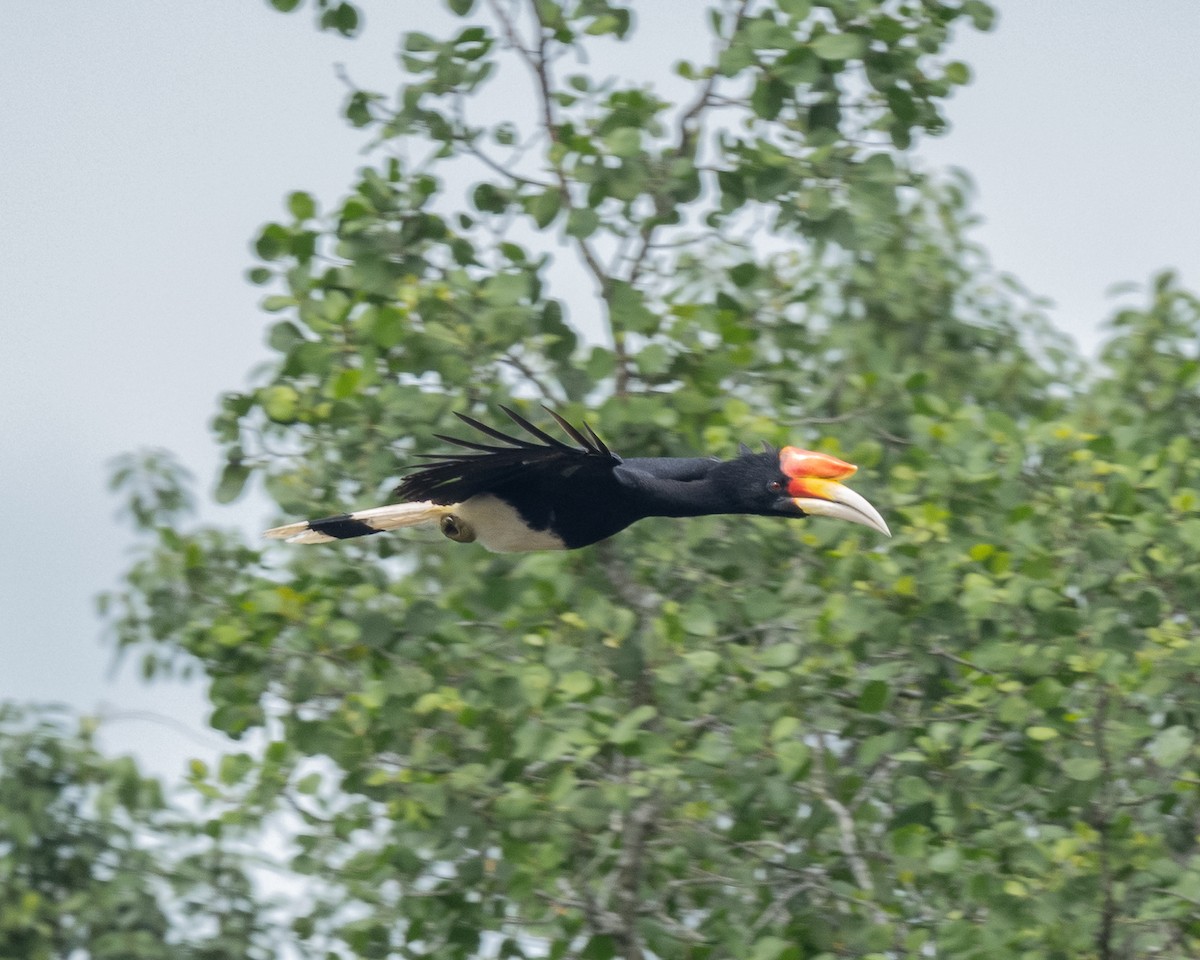 Rhinoceros Hornbill - ML646837586