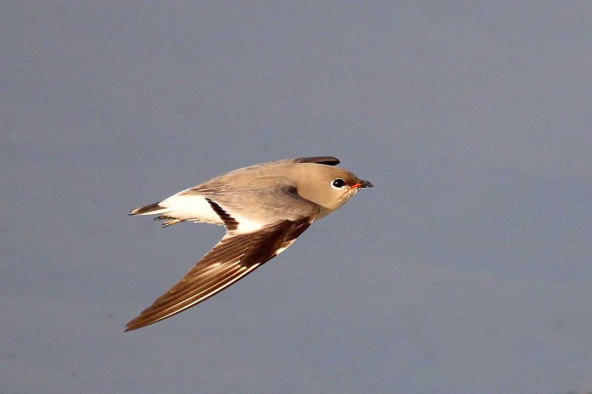 Small Pratincole - ML646837592