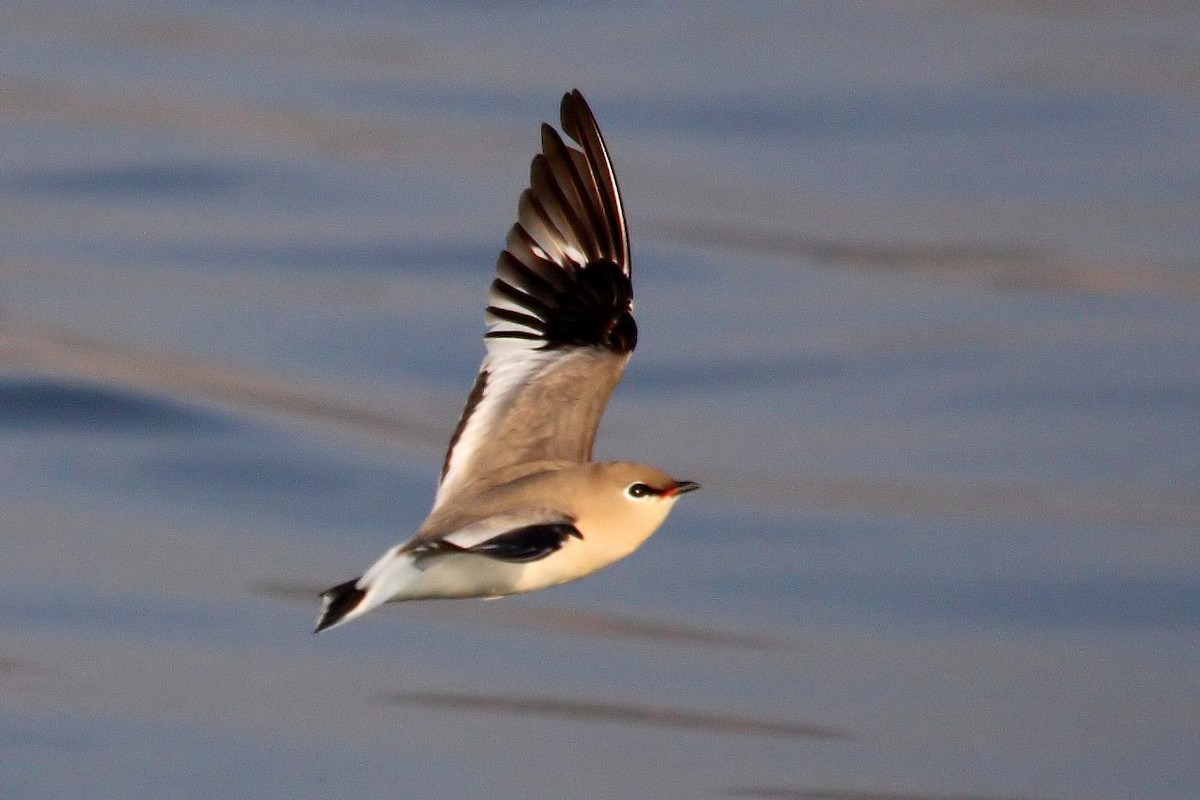 Small Pratincole - ML646837593