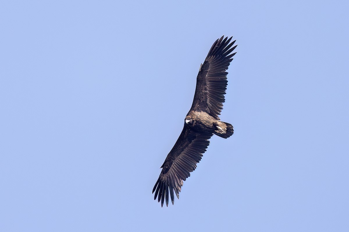 Mönchsgeier - ML646837595