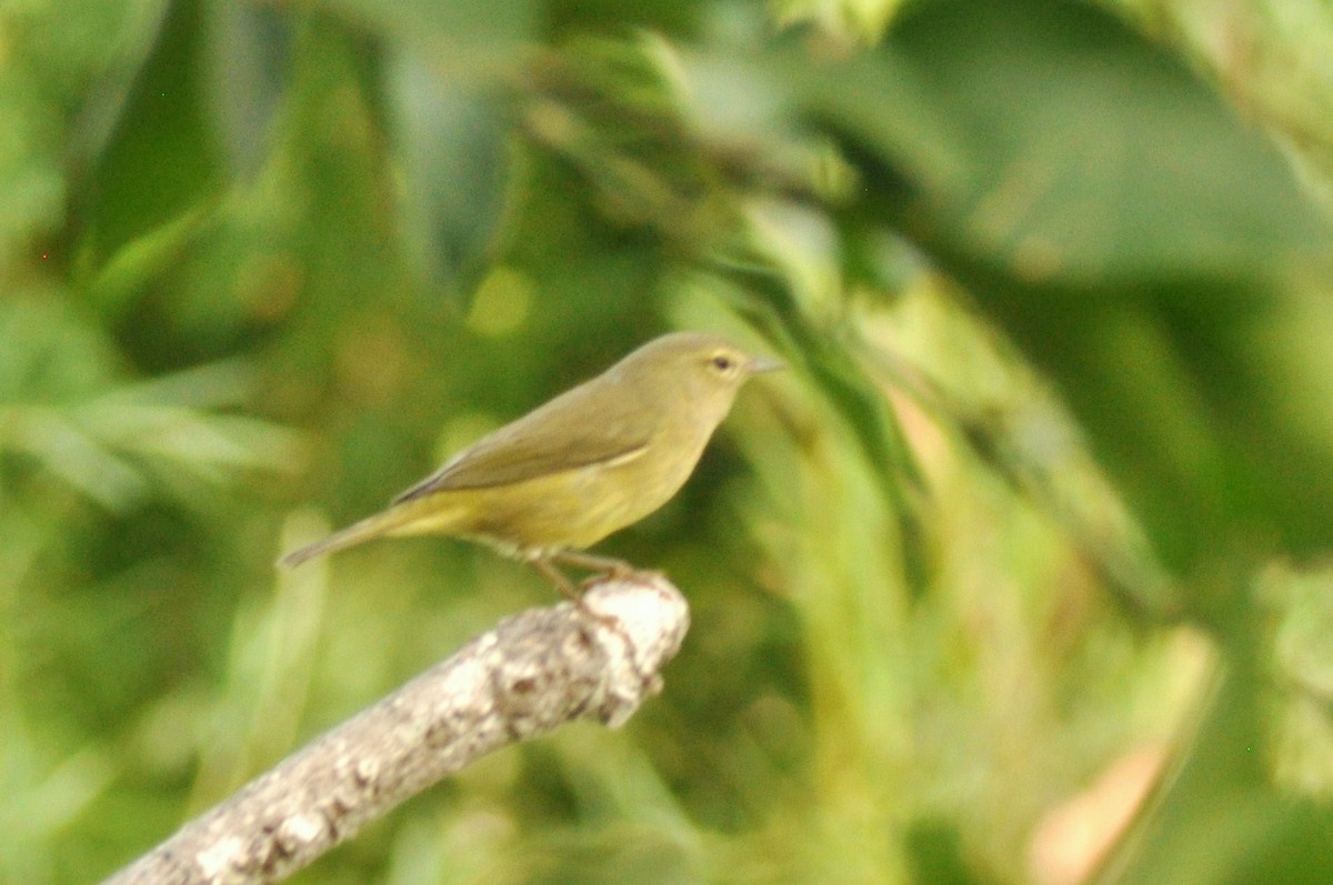 Reinita Coroninaranja - ML646837596