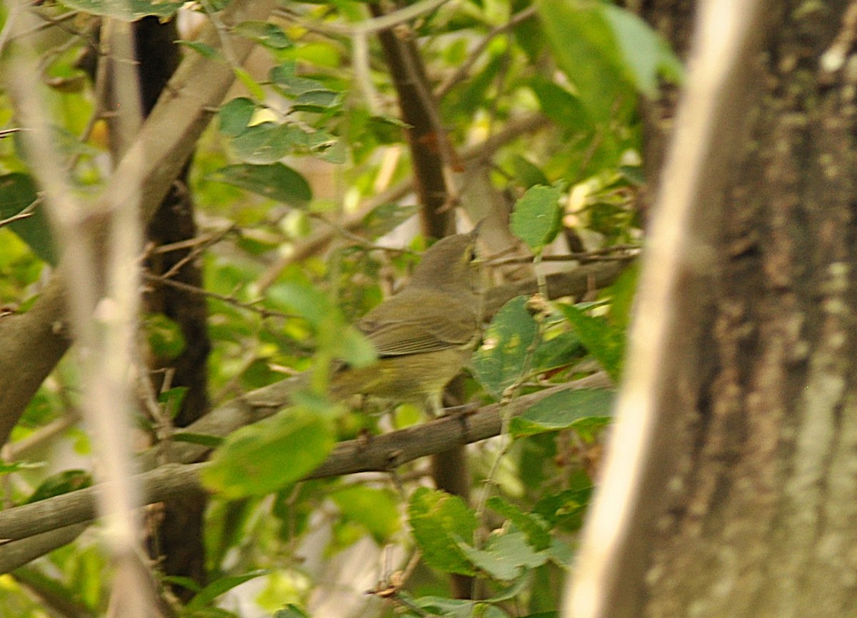 Reinita Coroninaranja - ML646837597