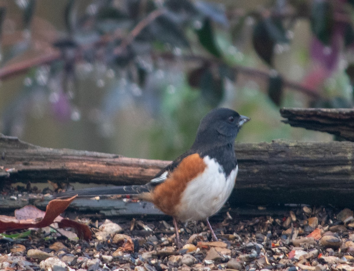 pipilo rudooký - ML646837598