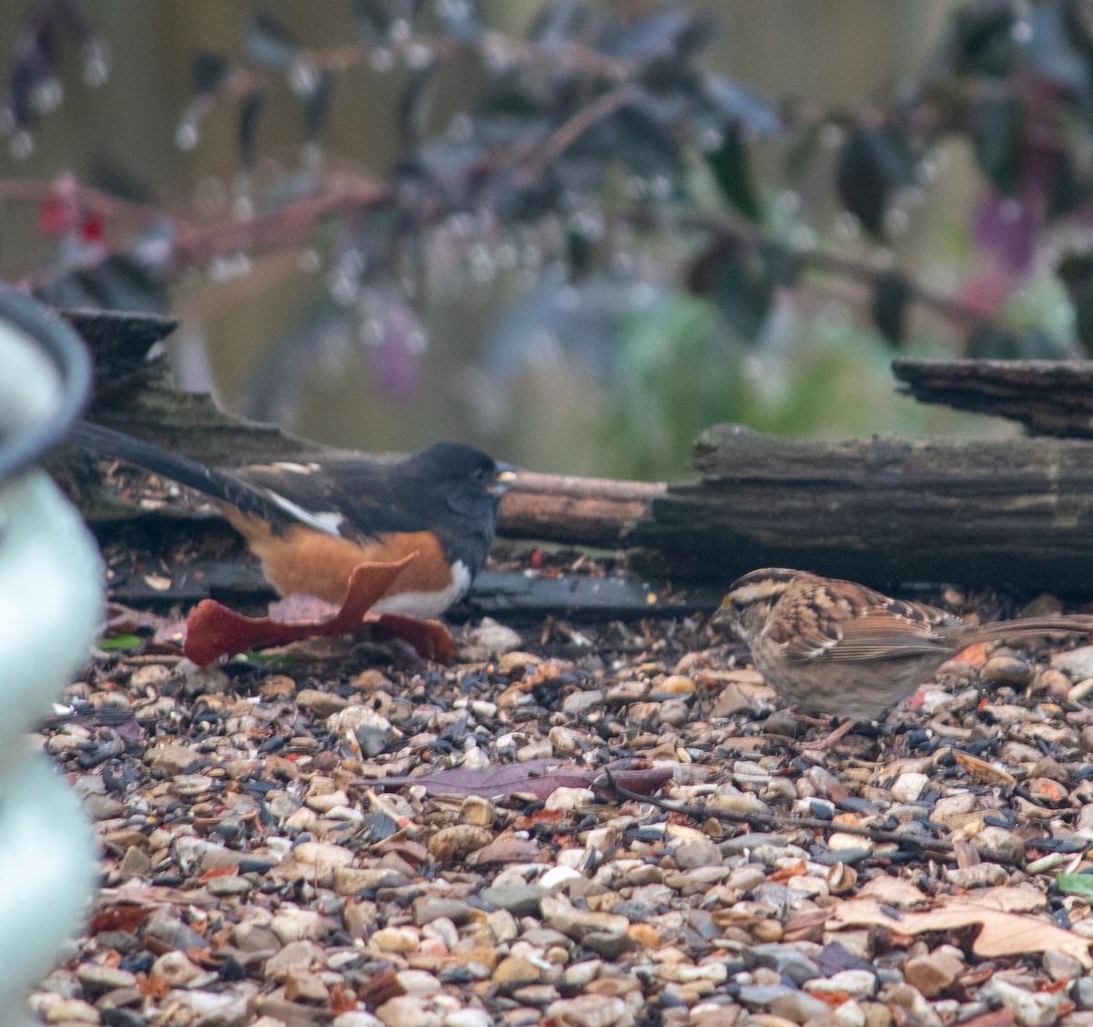 pipilo rudooký - ML646837599