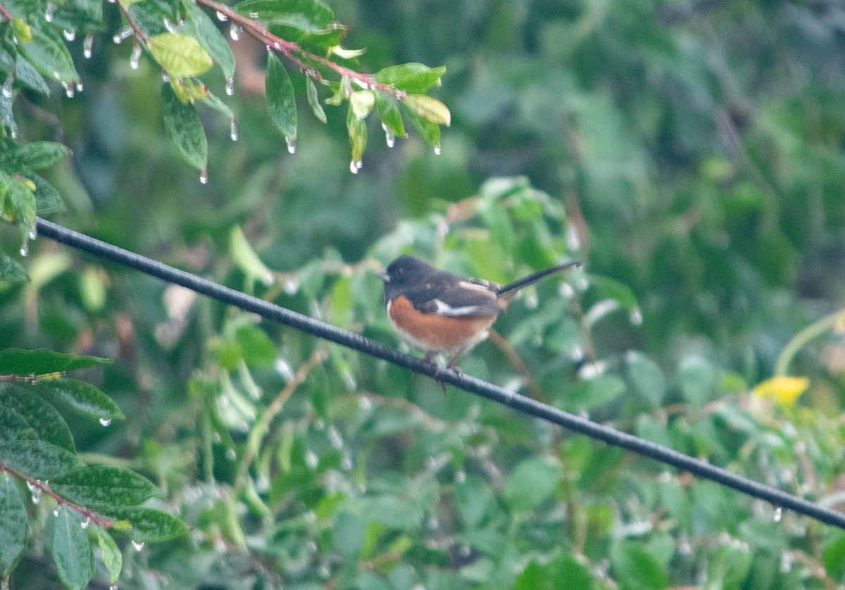 Eastern Towhee - ML646837600