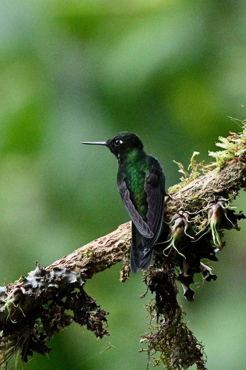 Tourmaline Sunangel - ML646837601