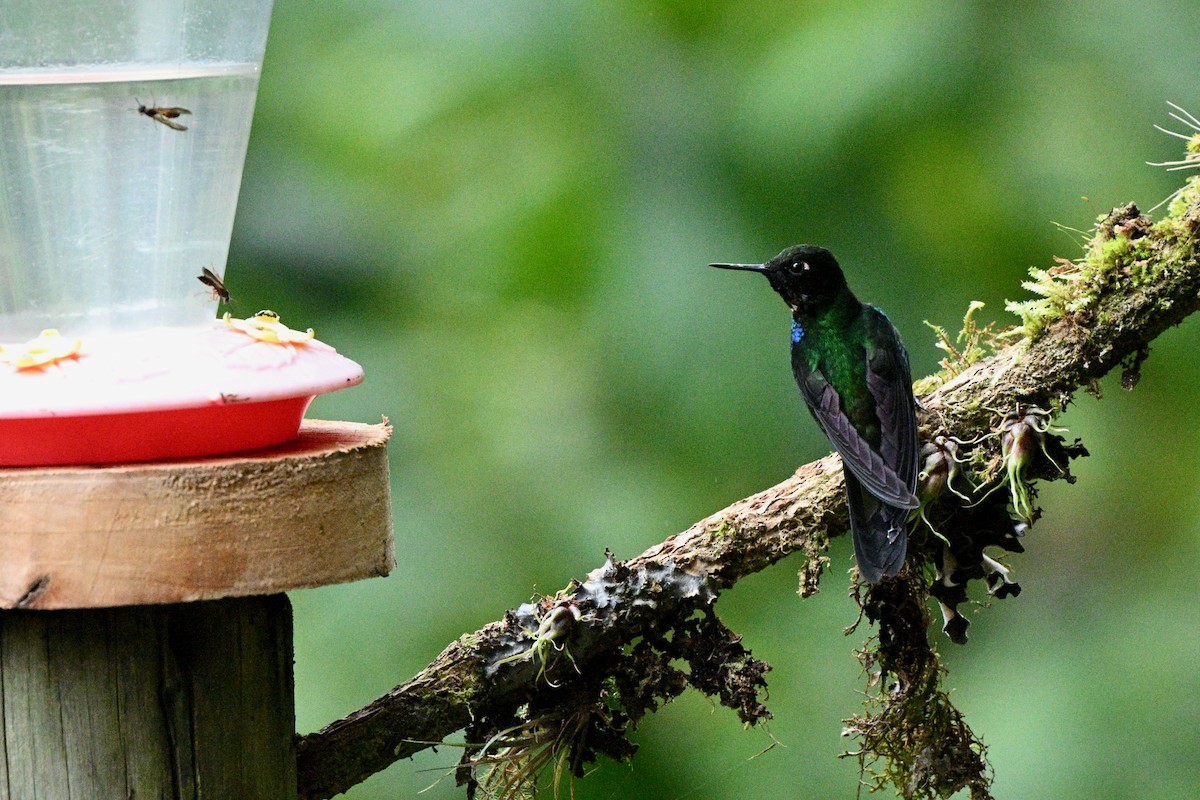 Tourmaline Sunangel - ML646837602