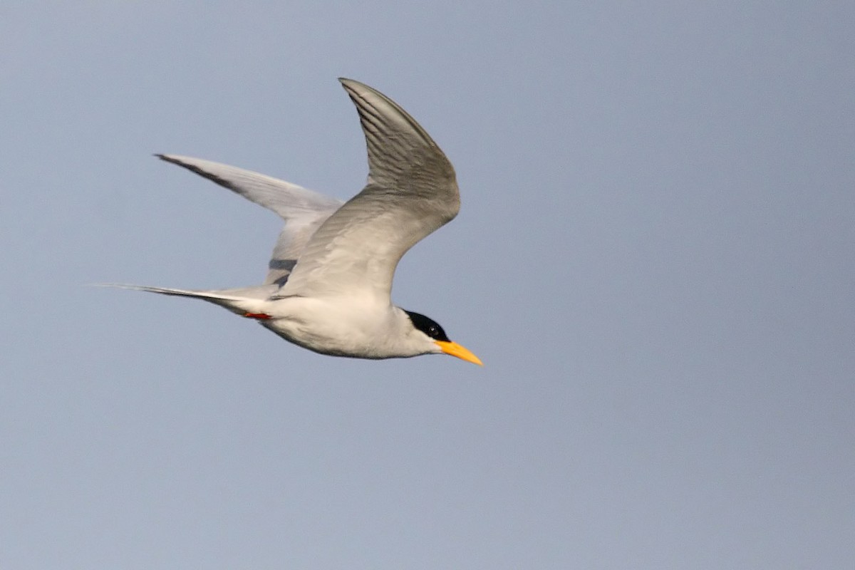 River Tern - ML646837603