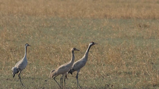 Grulla Común - ML646837604