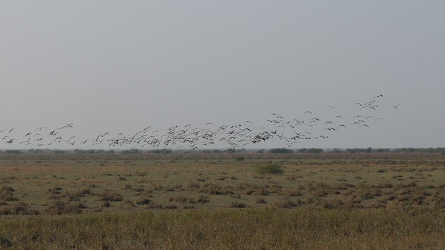 Grulla Común - ML646837605