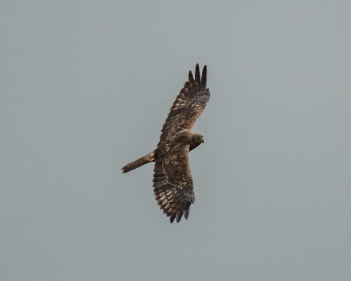 Eastern Marsh Harrier - ML646837607
