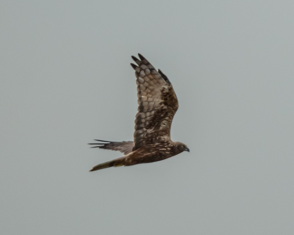 Eastern Marsh Harrier - ML646837608