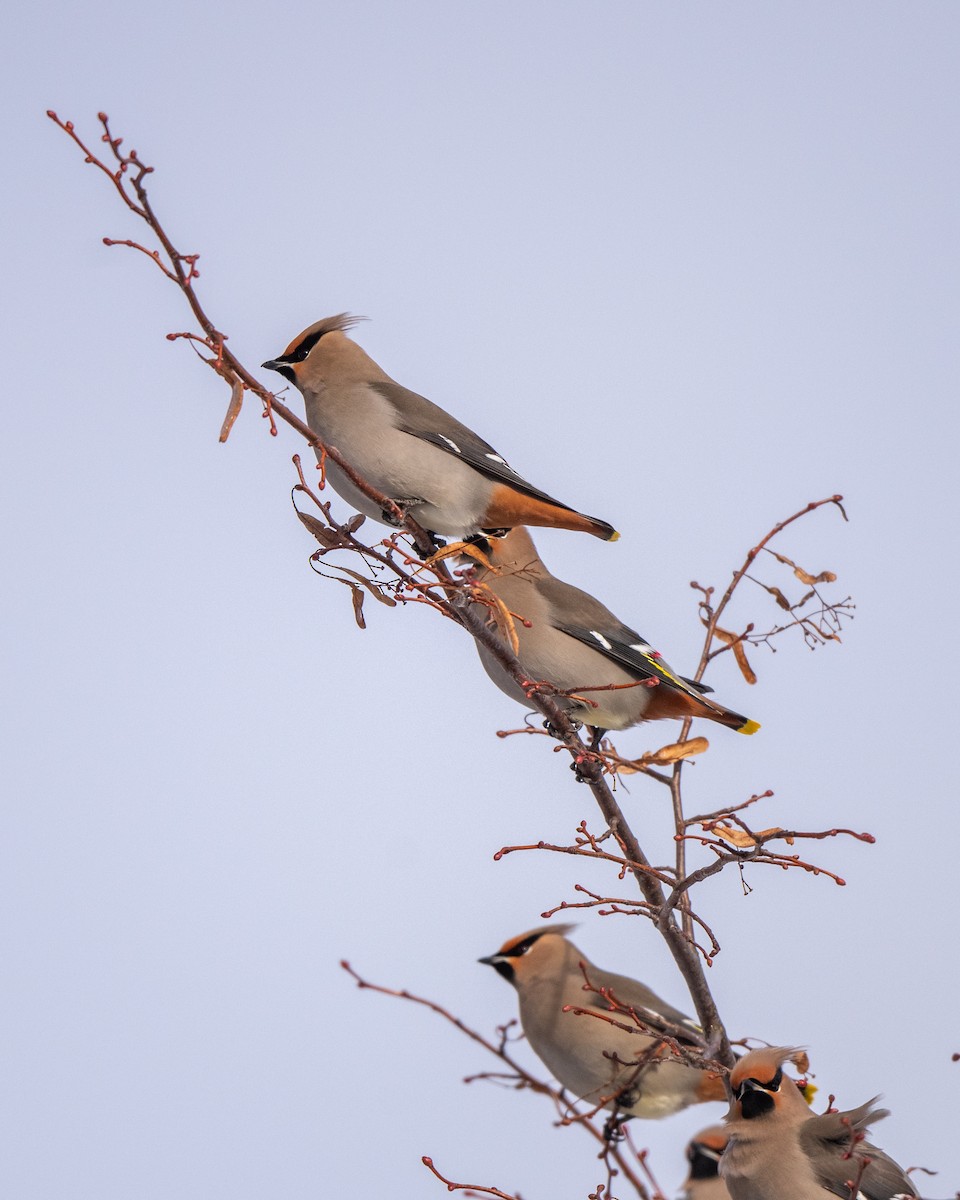 ציצנית - ML646837609