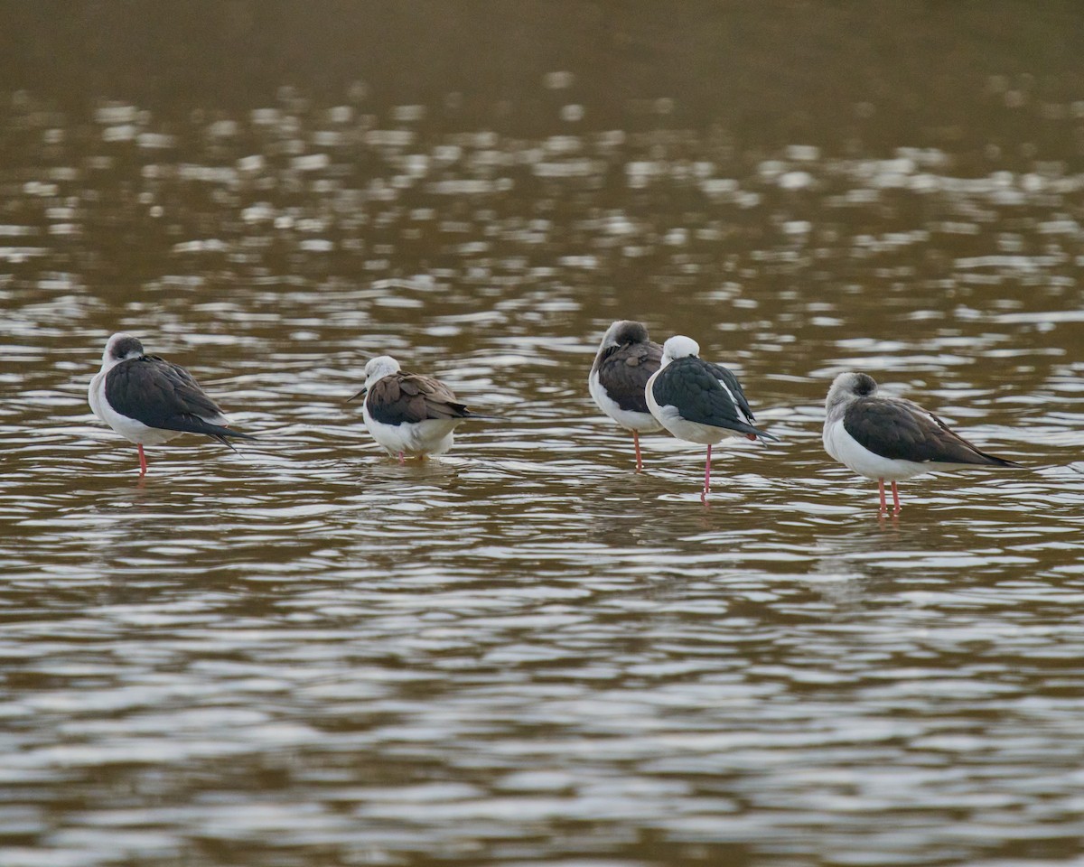 Кулик-довгоніг чорнокрилий - ML646837610