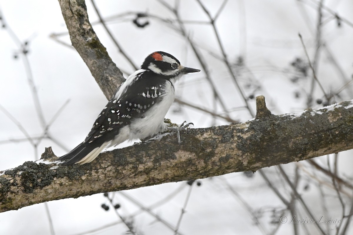 Hairy Woodpecker - ML646837611