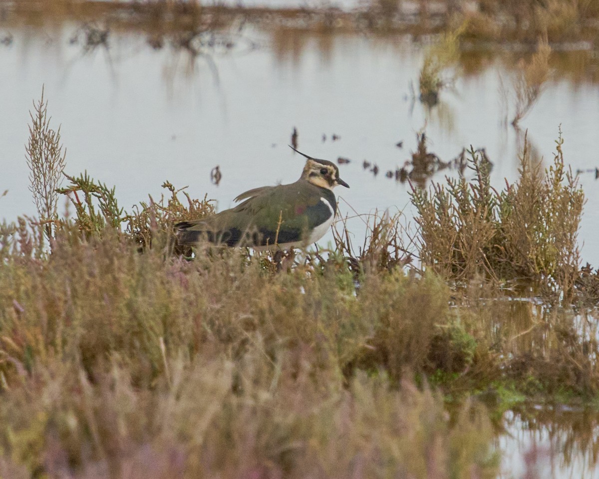 Чайка чубата - ML646837634